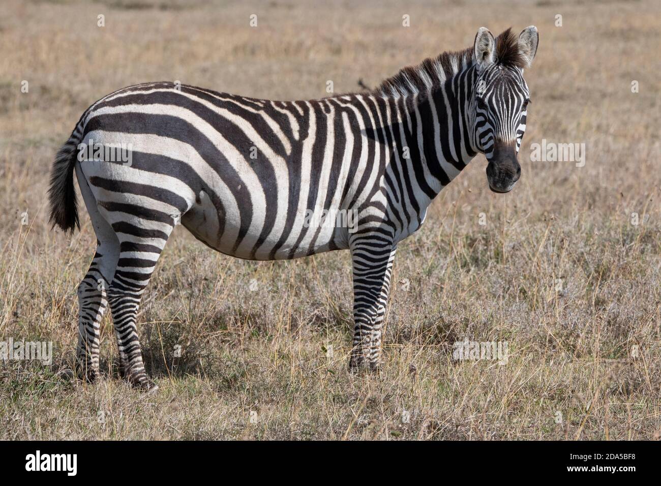 Africa, Kenya, Plateau di Laikipia, Conservatorio Ol Pejeta. Zebra di Burchell (Equus quagga burchellii) in habitat erboso, specie in pericolo. Foto Stock