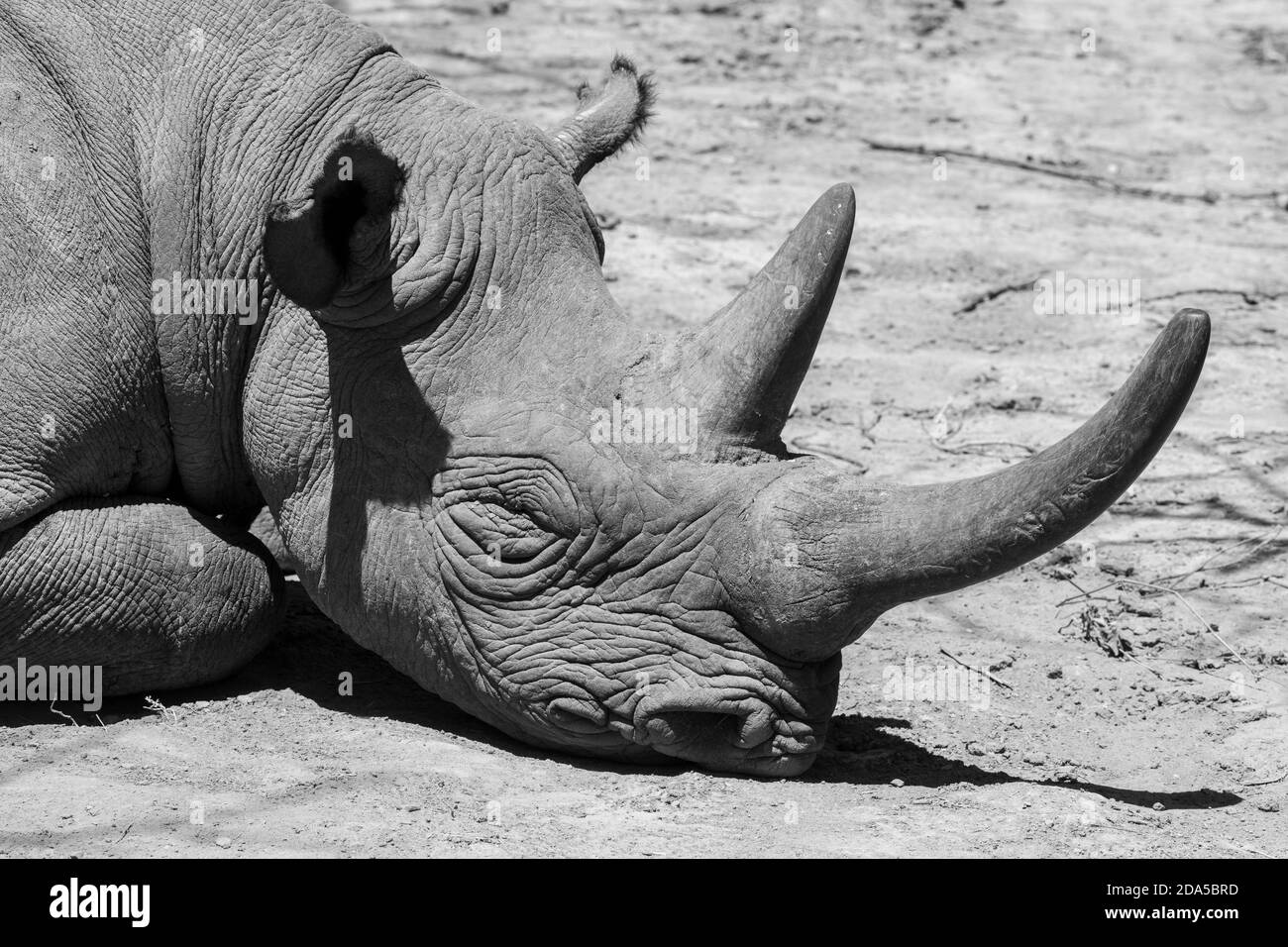 Africa, Kenya, Ol Pejeta Conservancy. Rinoceronte nero (SELVATICO: Diceros bicornis) aka specie a gancio, criticamente minacciata. Dettaglio testa B&N. Foto Stock