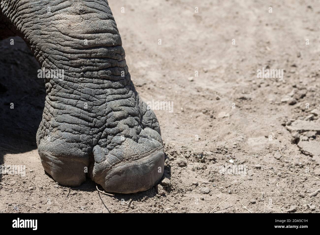 Africa, Kenya, Plateau di Laikipia, Conservatorio Ol Pejeta. Rinoceronte nero (SELVATICO: Diceros bicornis) aka specie a gancio, criticamente minacciata. Piede Foto Stock