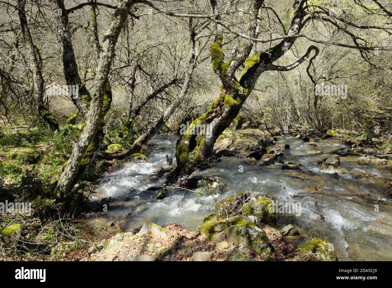 Torrente vernal nel Cantatore Vallone del Parco dei Nebrodi, Sicilia Foto Stock