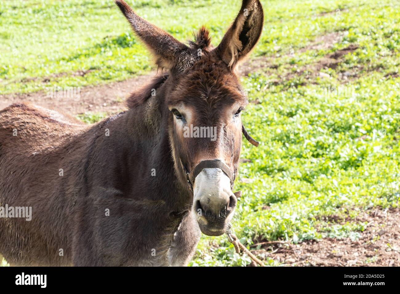 Un Mule in piedi con sfondo naturale Foto Stock