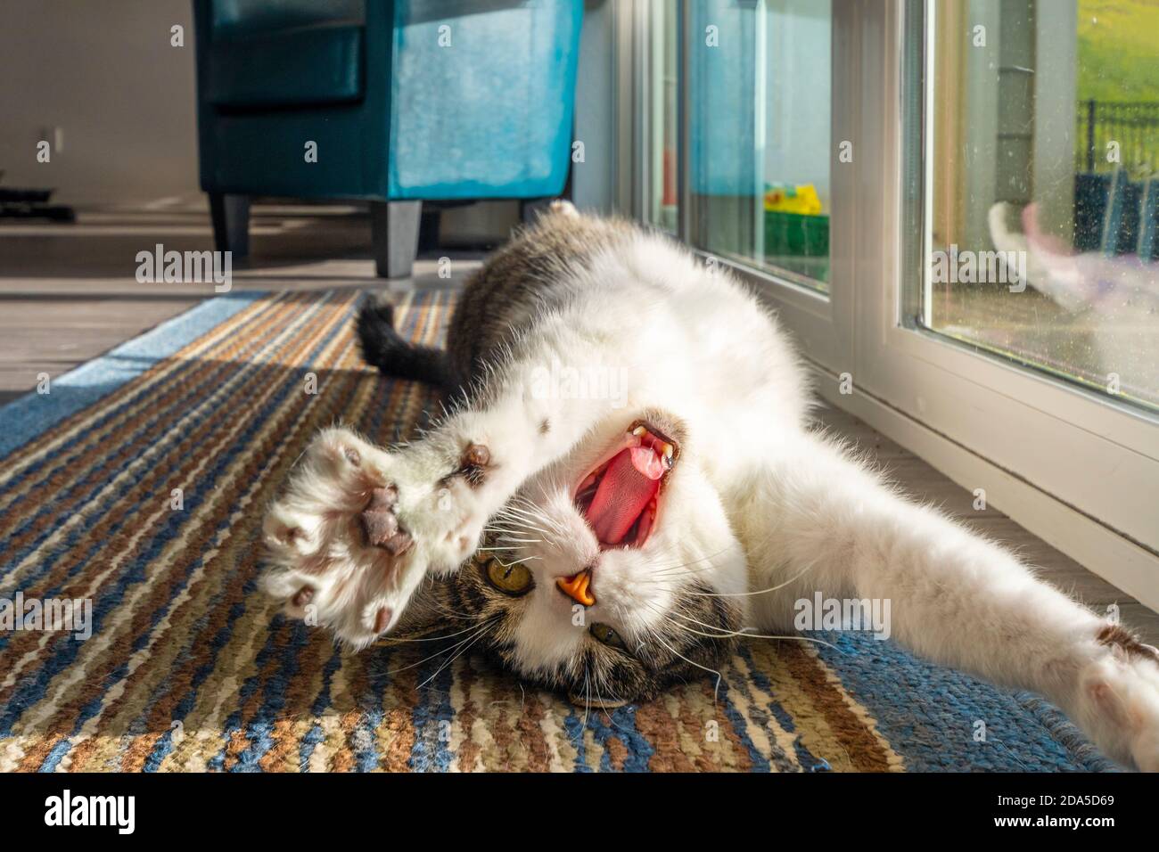 Un gatto tabby grigio e bianco si allunga e sbadiglia mentre si distende sulla schiena davanti ad una grande finestra. Foto Stock