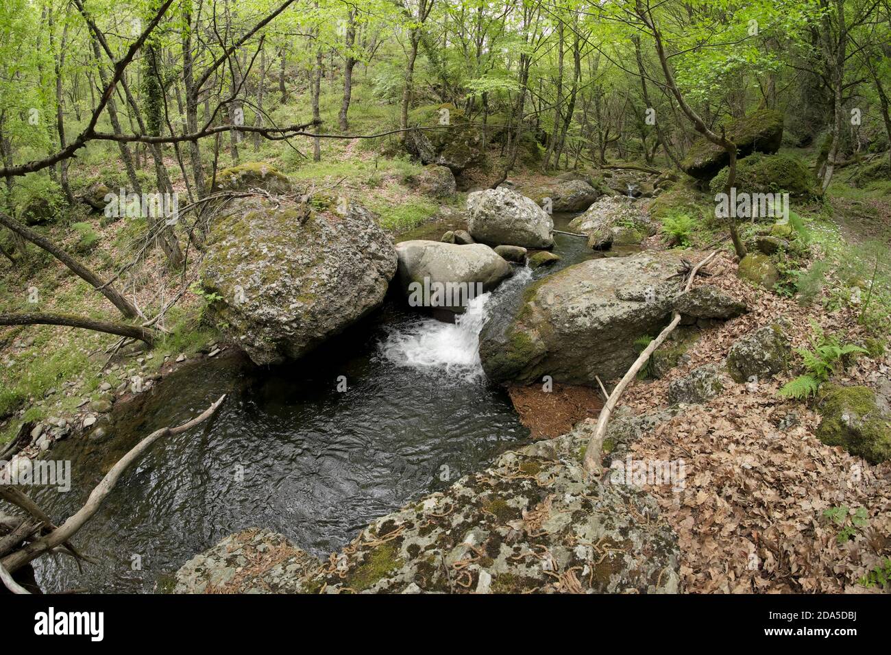 monte Licopeti Creek in Malabotta Wood, Sicilia Foto Stock