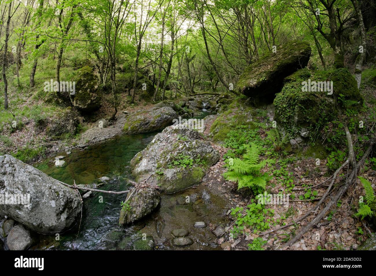 Verde felce e ruscello di montagna nel Bosco di Malabotta, Sicilia Foto Stock
