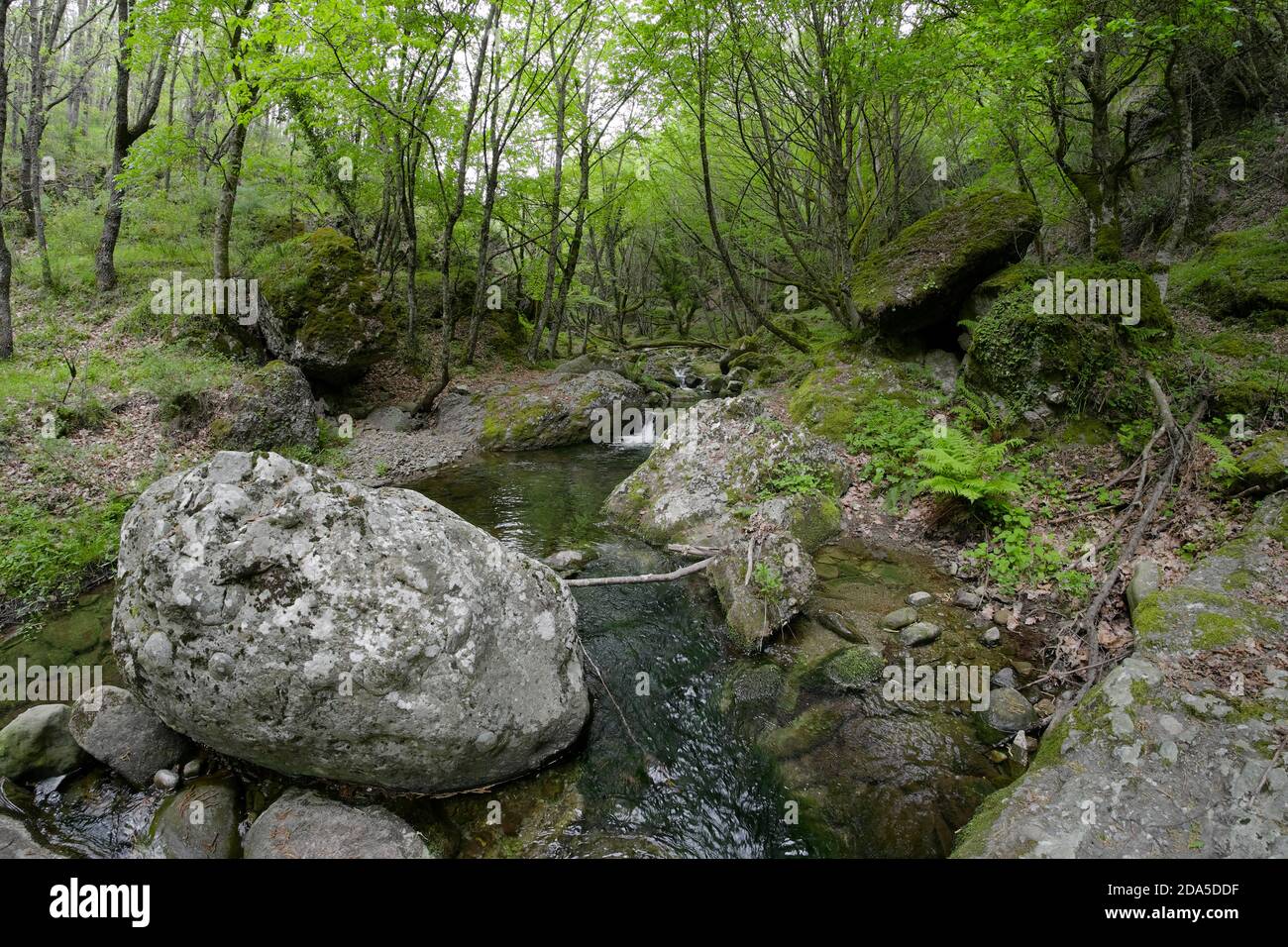 monte Licopeti Creek in Malabotta Wood, Sicilia Foto Stock
