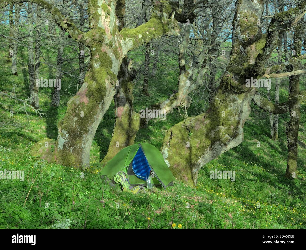 Tenda verde sotto querce secolari nel Bosco di Malabotta, Sicilia Foto Stock