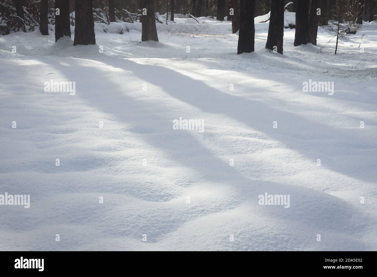 Ombre di alberi di foresta sulla neve appena caduta Foto Stock