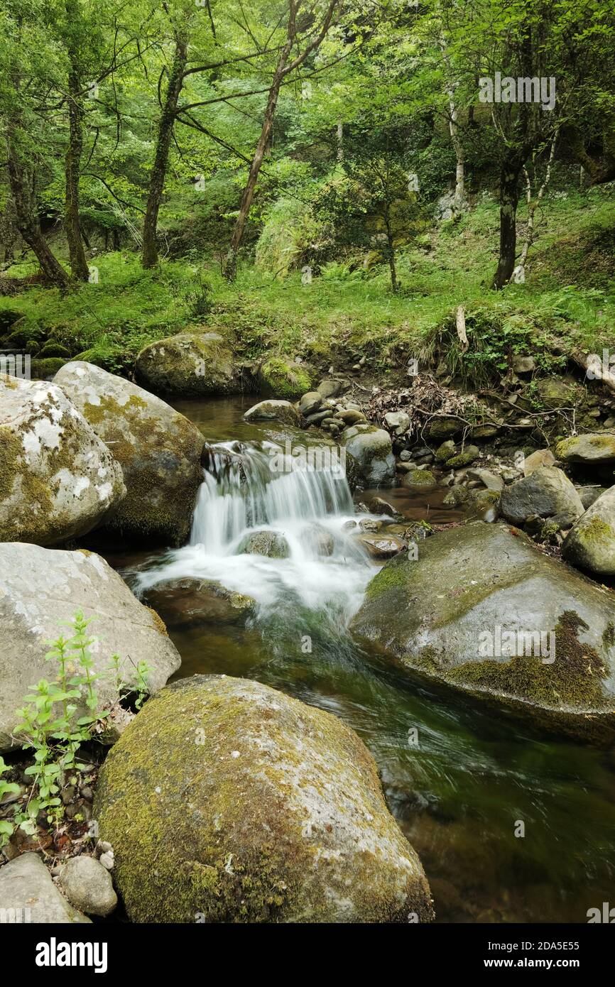 Cascata di seta sul torrente d'acqua nel Bosco di Malabotta, Sicilia Foto Stock