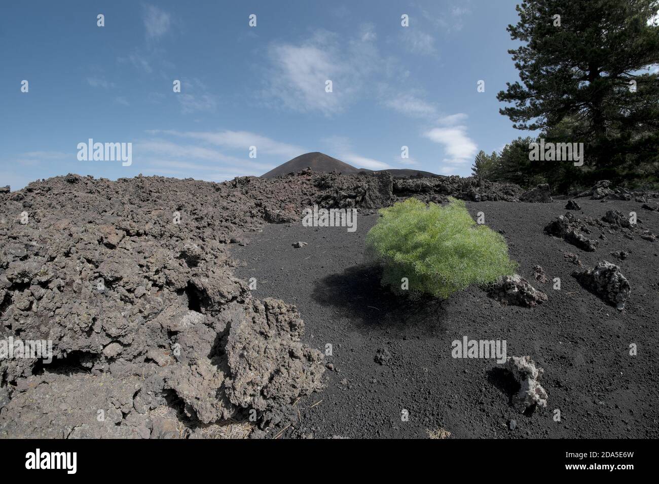 Pianta verde solitario colonizzare cenere vulcanica di cono di cenere nel Parco dell'Etna, Sicilia Foto Stock