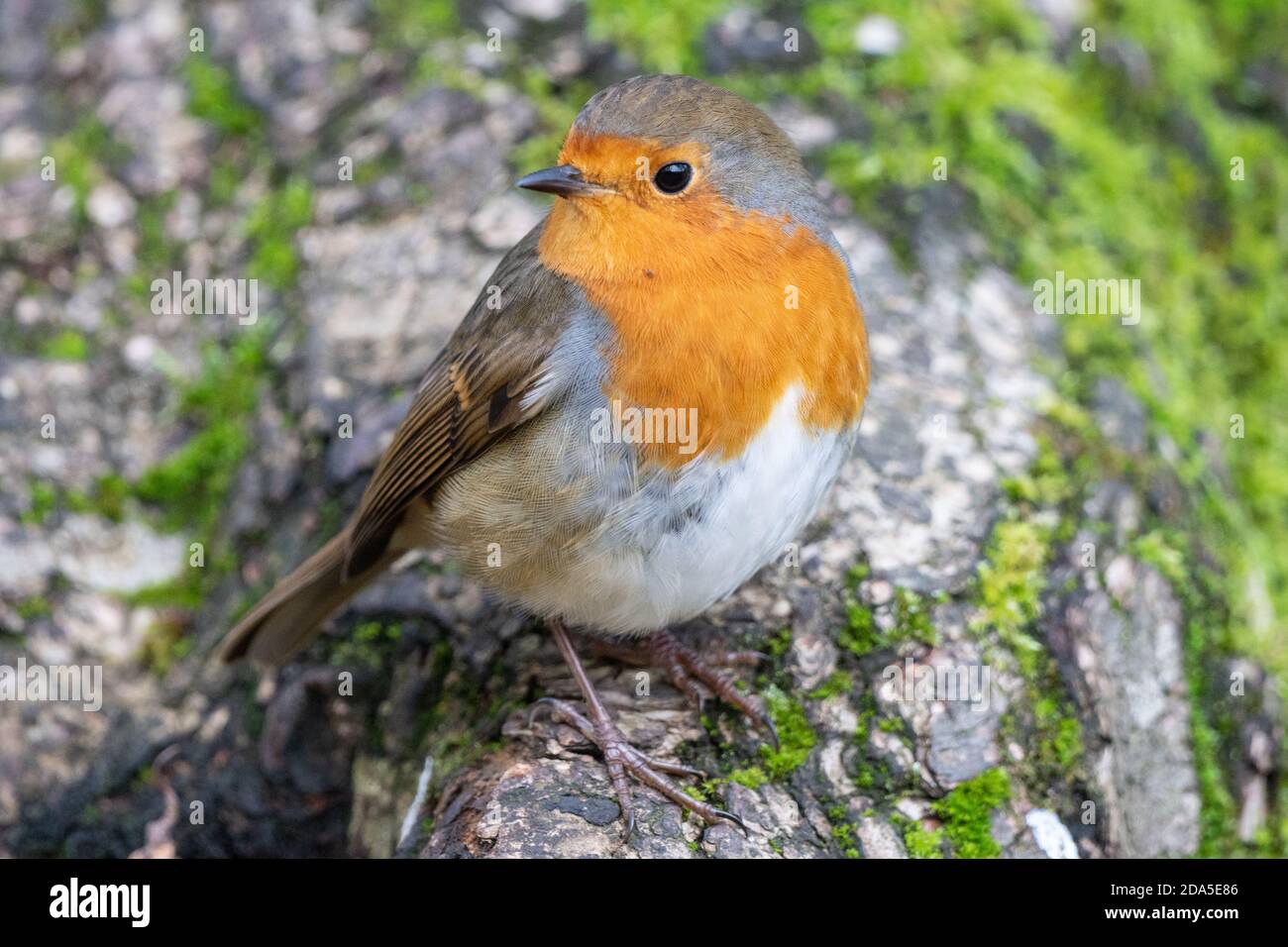 Robin, Robin Redbreast, Erithacus rubbecula Foto Stock