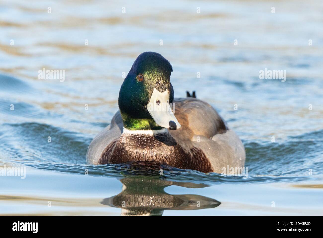 Mallard drake o anatra maschile con becco blu o argento, probabilmente una razza crociata conosciuta anche come mallard manky. Foto Stock