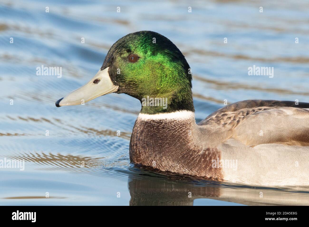 Mallard drake o anatra maschile con becco blu o argento, probabilmente una razza crociata conosciuta anche come mallard manky. Foto Stock