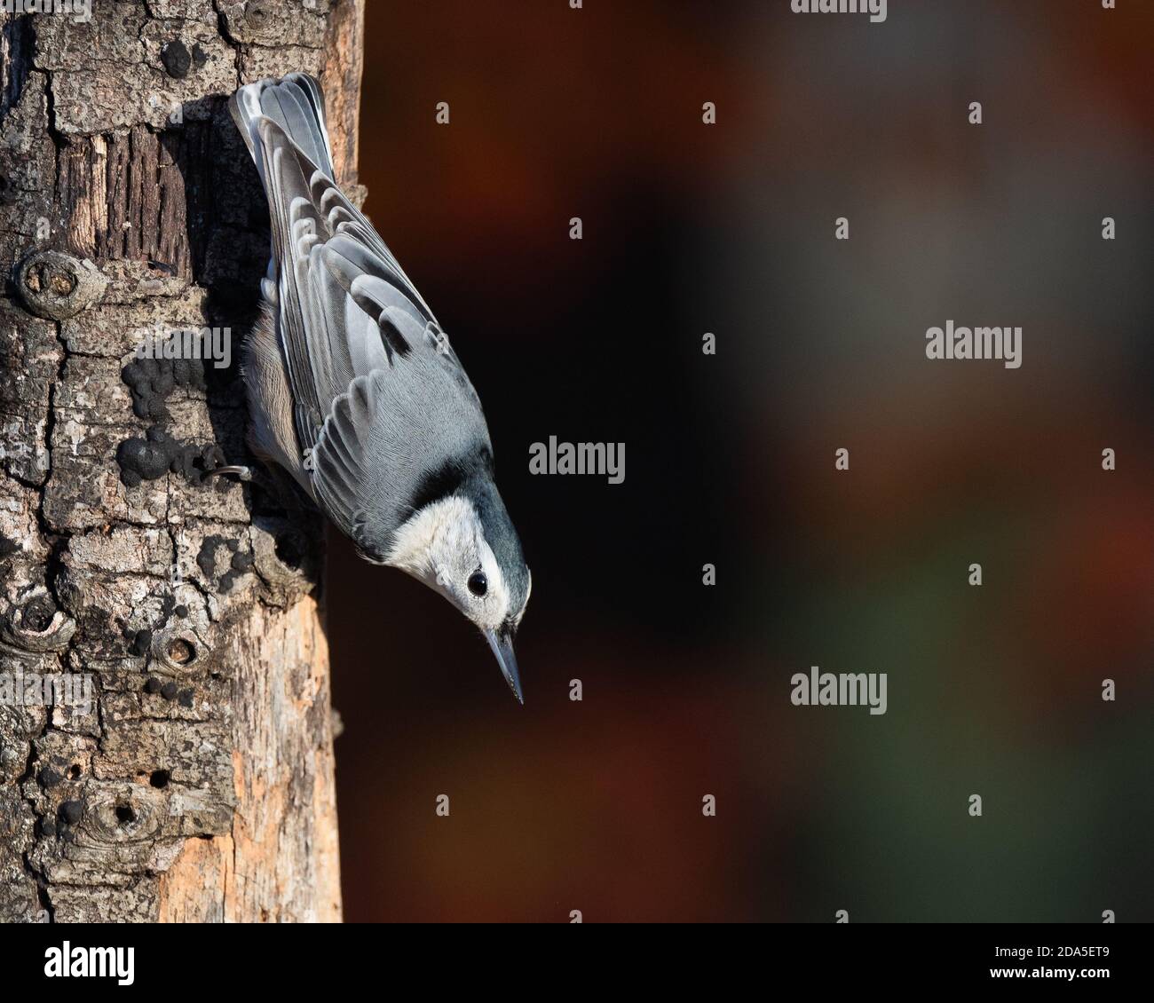Nuthatch bianco-breasted che cammina giù un albero morto Foto Stock