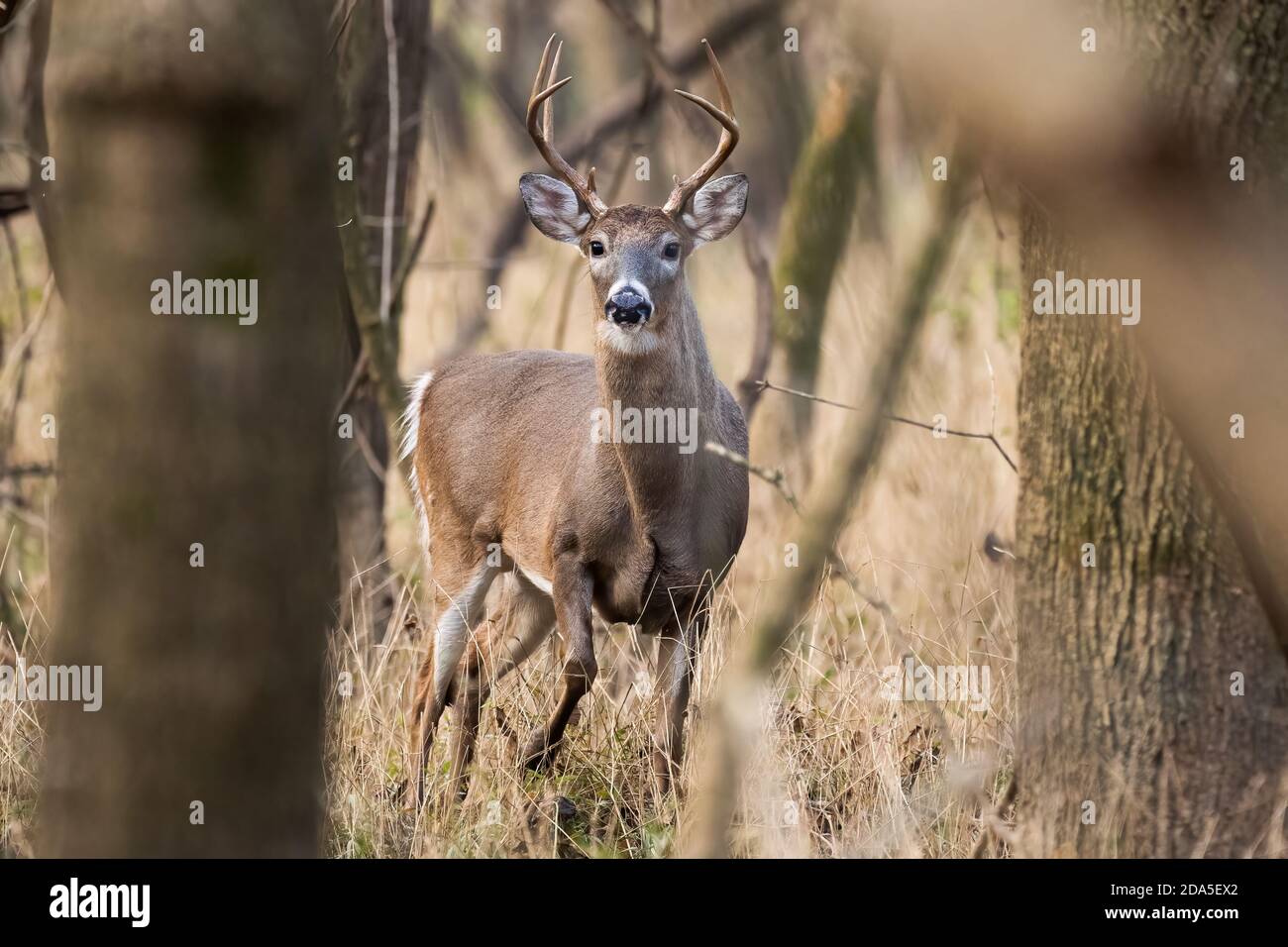 Un buck dalla coda bianca che si muove attraverso la foresta della Carolina del Nord. Foto Stock
