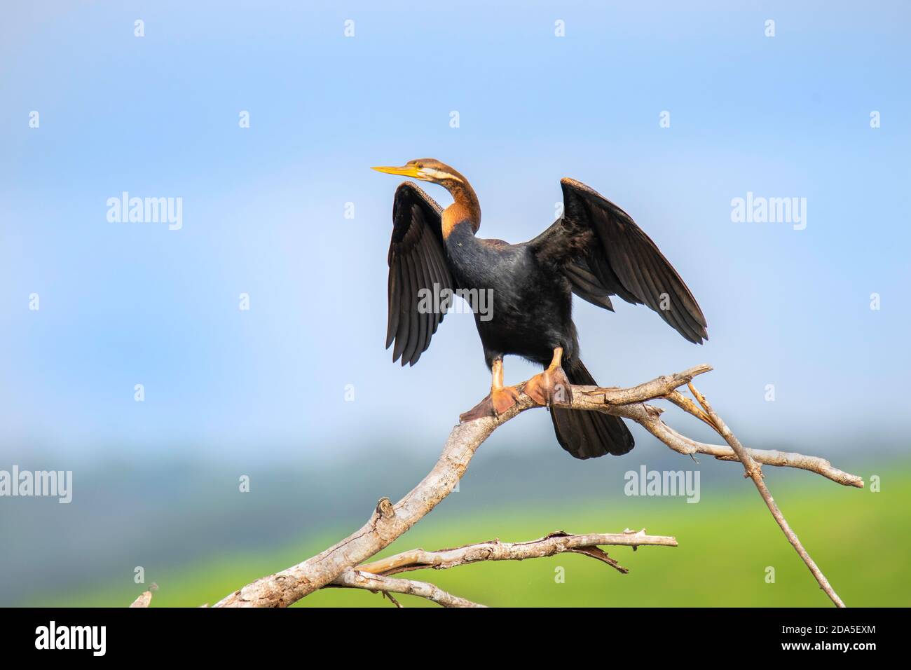 Australasian Darter Anhinga novaehollandiae Daintree, Queensland, Australia 4 novembre 2019 Maschio adulto Anhingidae Foto Stock