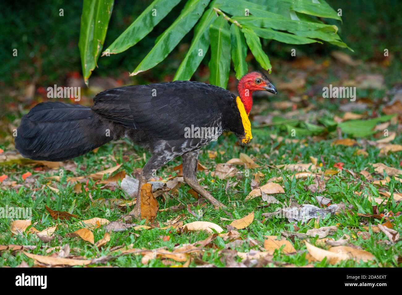 Australian Brushturkey Alectura lathami Julatten, Queensland, Australia 3 novembre 2019 Maschio adulto Megapodiidae Foto Stock