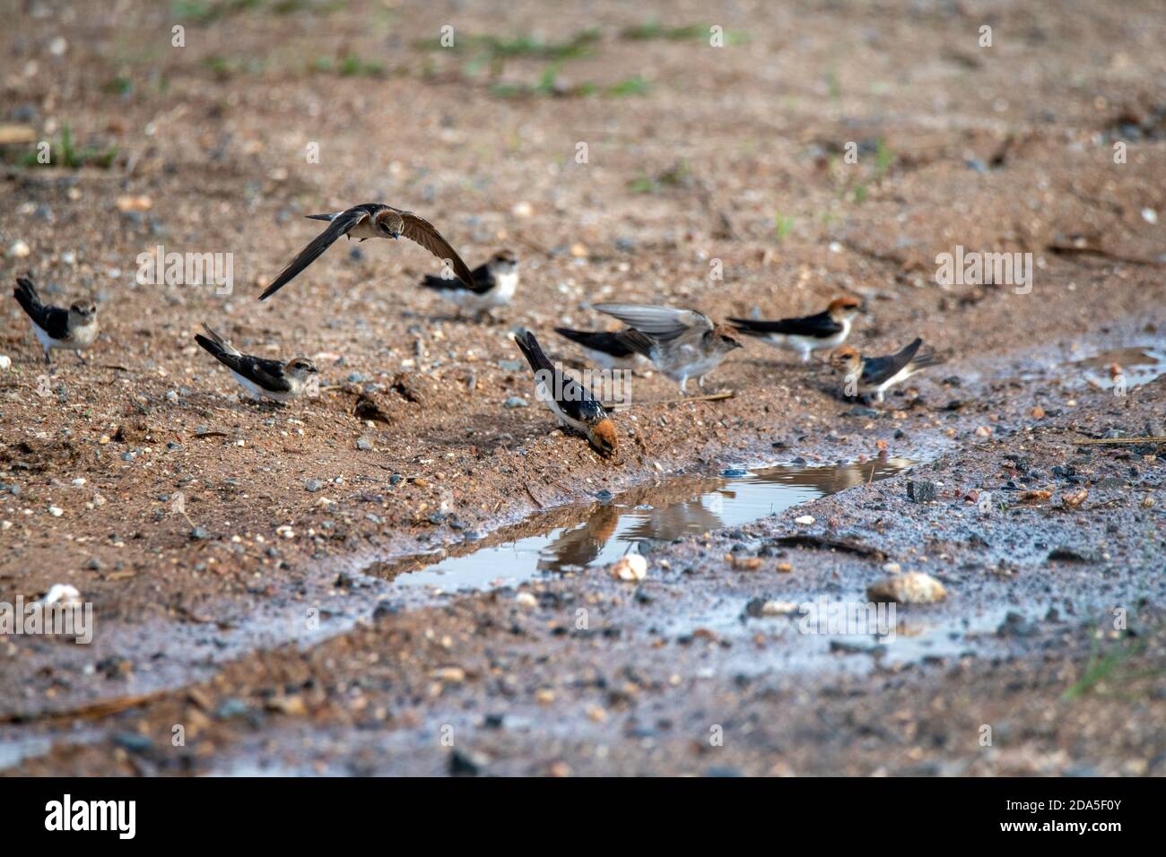 Fairy Martin Petrochelidon ariel Big Mitchell Creek Reserve, Queensland, Australia 2 novembre 2019 Adulto che raccoglie fango per nidi. Hirunin Foto Stock