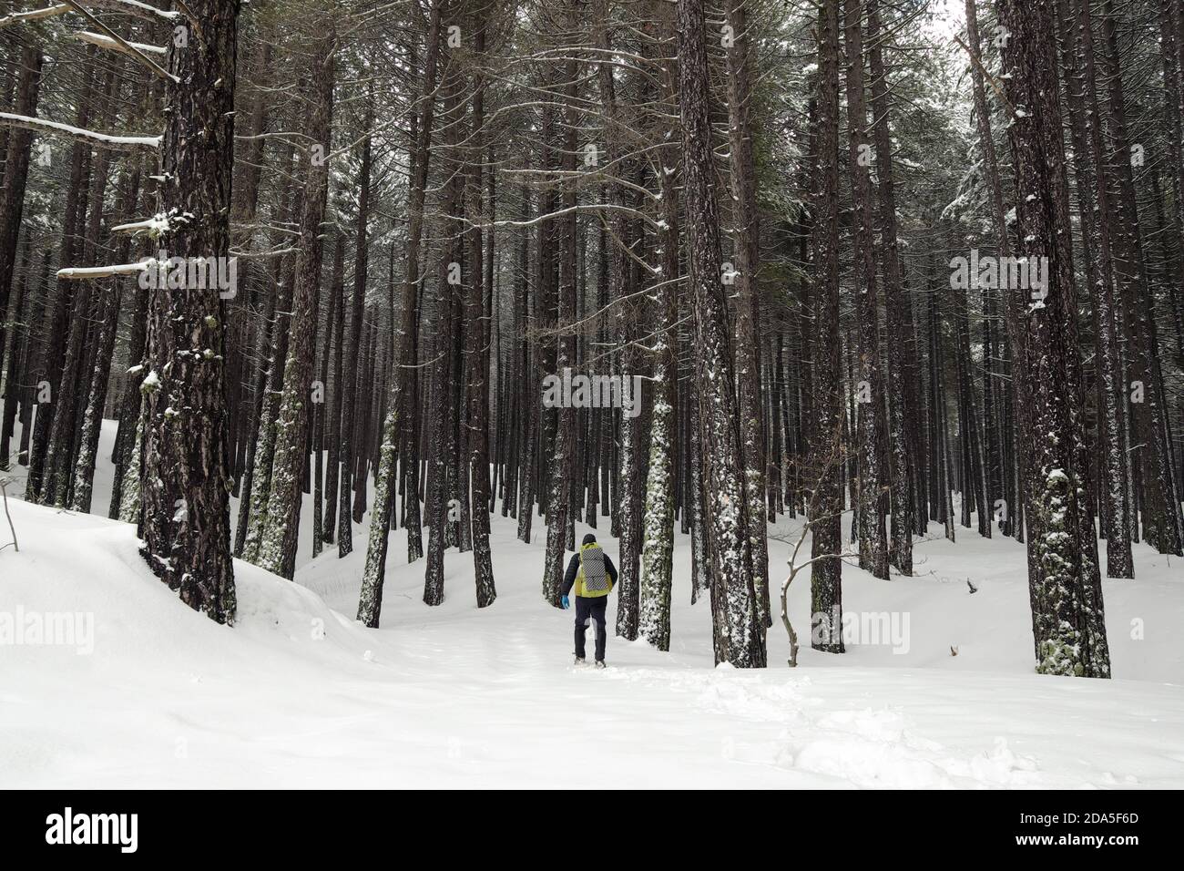 Escursionista con zaino a piedi nella foresta invernale del Parco dell'Etna, Sicilia Foto Stock