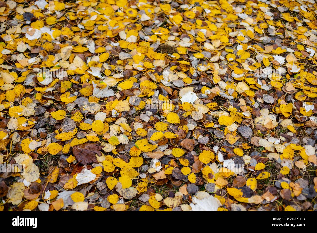 Bel pavimento di foresta coperto di foglie gialle e bianche cadute in autunno. Foglie di betulla. Foto Stock