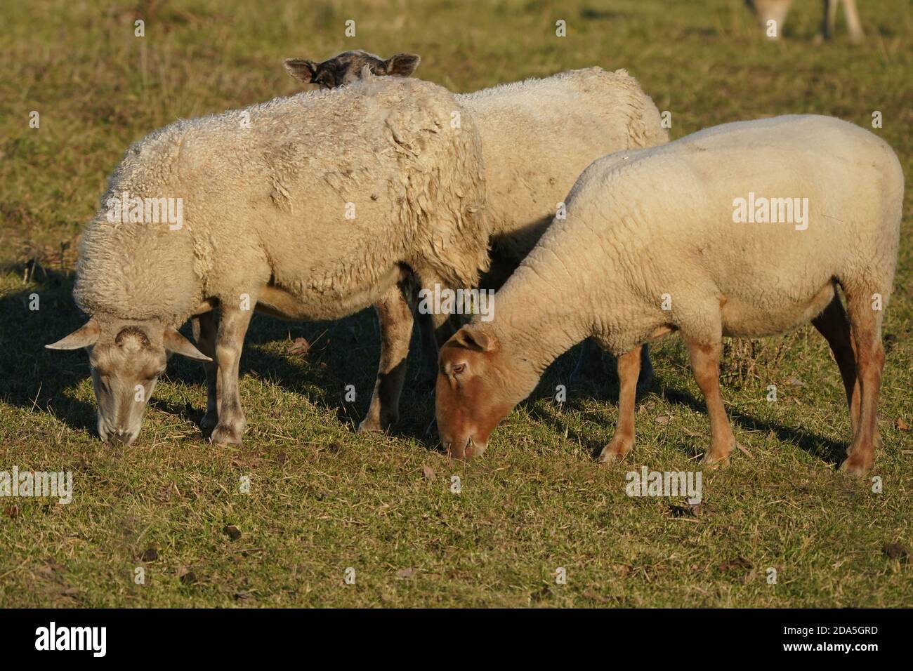 Pecore sul santuario degli uccelli dell'isola di Amherst Foto Stock