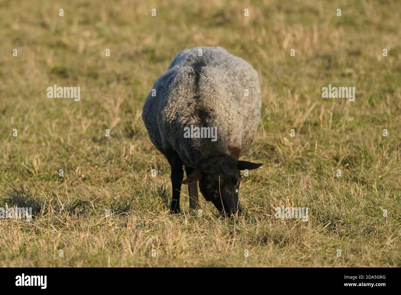 Pecore sul santuario degli uccelli dell'isola di Amherst Foto Stock