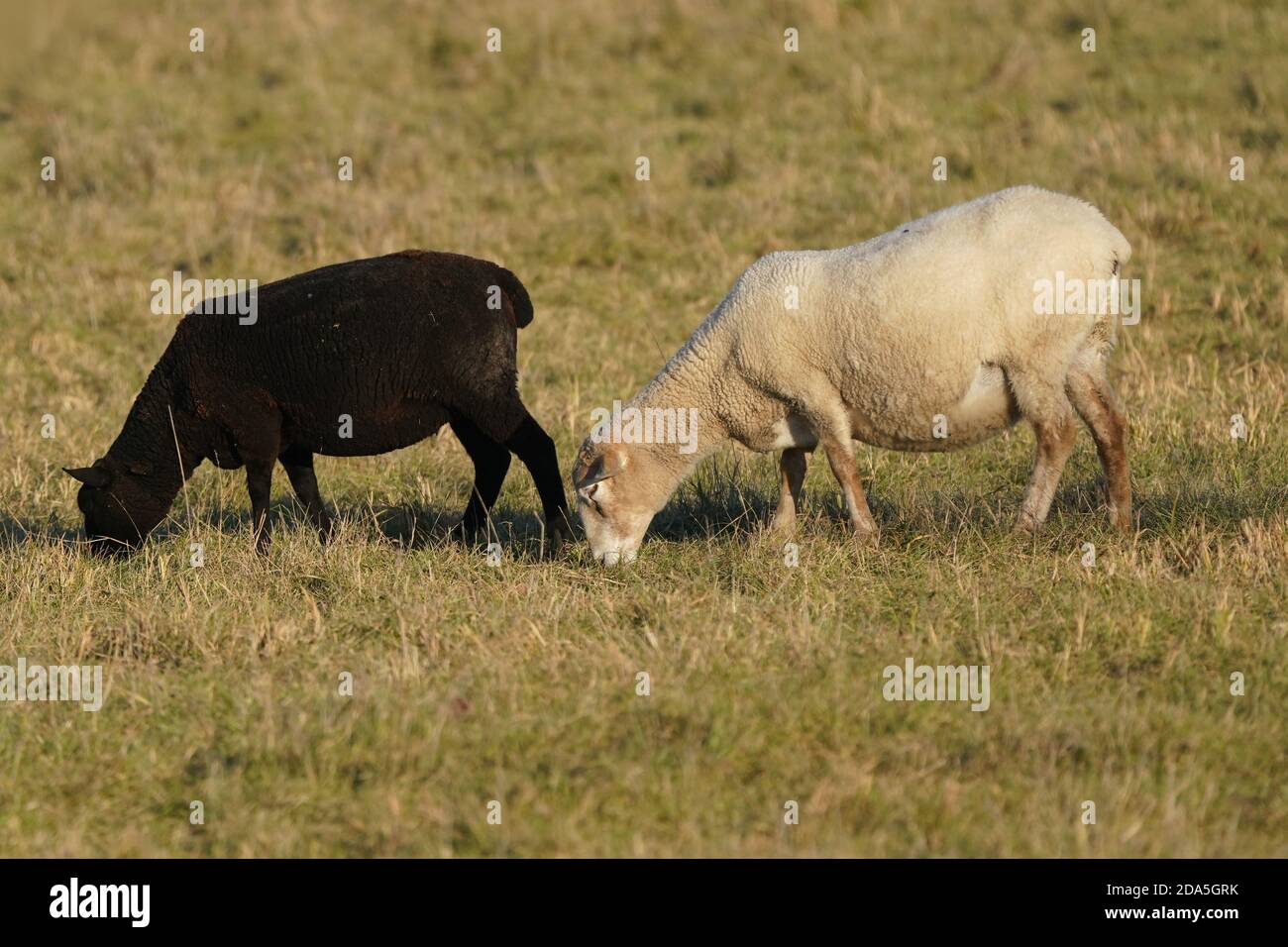 Pecore sul santuario degli uccelli dell'isola di Amherst Foto Stock