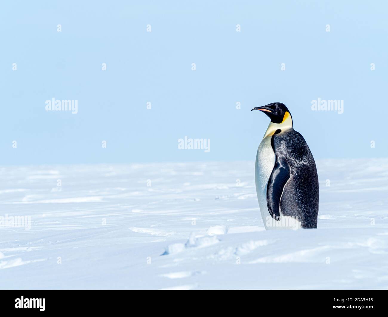 Il pinguino dell'imperatore adulto, Aptenodytes forsteri, ha trasportato fuori su ghiaccio vicino all'isola di Snow Hill, il mare di Weddell, l'Antartide. Foto Stock