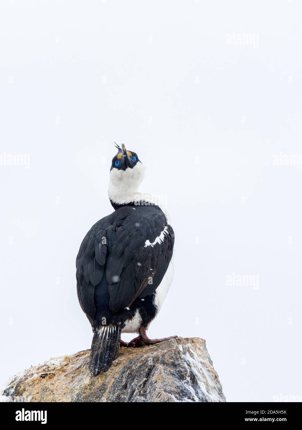 Uno shag antartico adulto, Leucocarbo ransfieldensis, Paulet Island, Weddell Sea, Antartide. Foto Stock