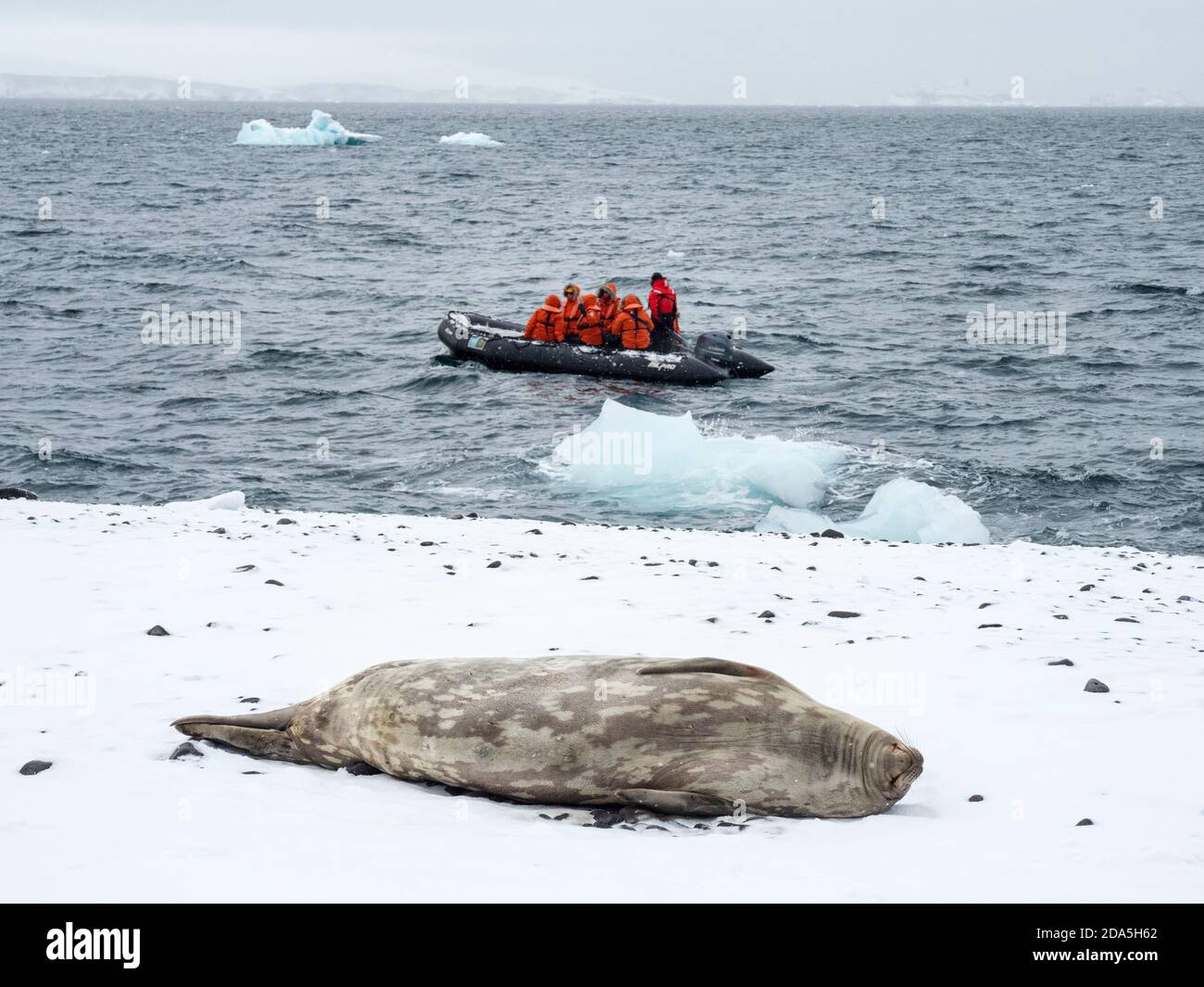 Foca da sposa adulto, Leptonychotes weddellii, riposante su ghiaccio sull'isola di Paulet, Weddell Sea, Antartide. Foto Stock