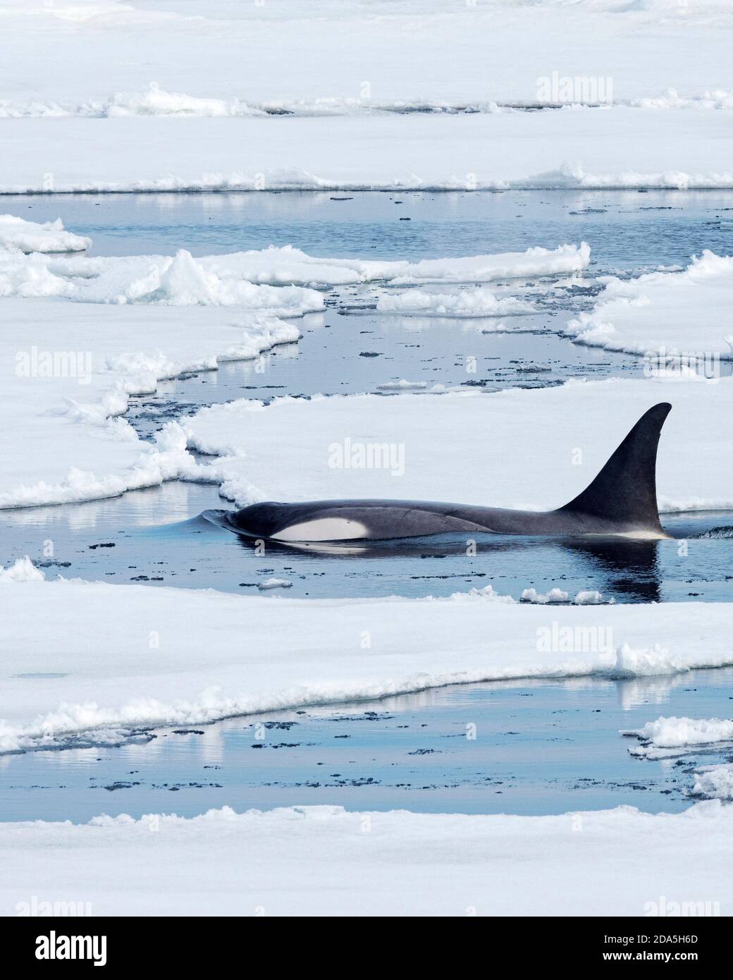 Tipo Big B killer balene, Orcinus orche, alla ricerca di ghiaccio galleggianti per pinnipedi nel Mare di Weddell, Antartide. Foto Stock