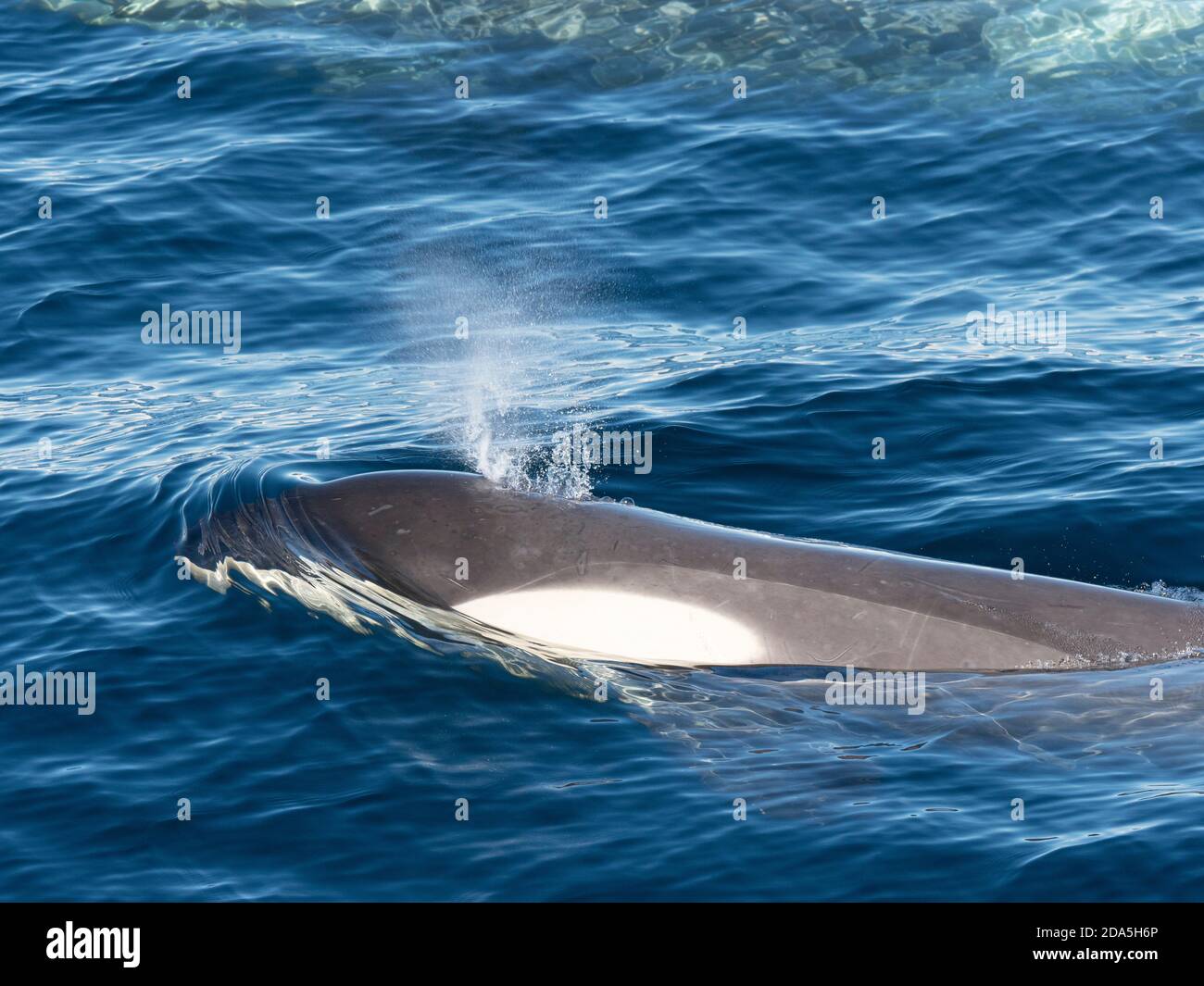 Tipo piccola balena killer B, Orcinus orca, superficie nello stretto di Gerlache, Antartide. Foto Stock
