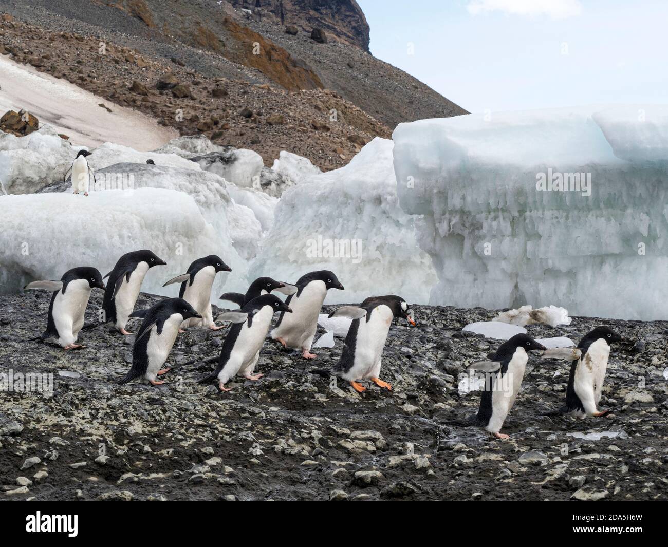 Adélie pinguini, Pigoscelis adeliae, colonia di riproduzione a Brown Bluff, Antartico Sound, Antartide. Foto Stock