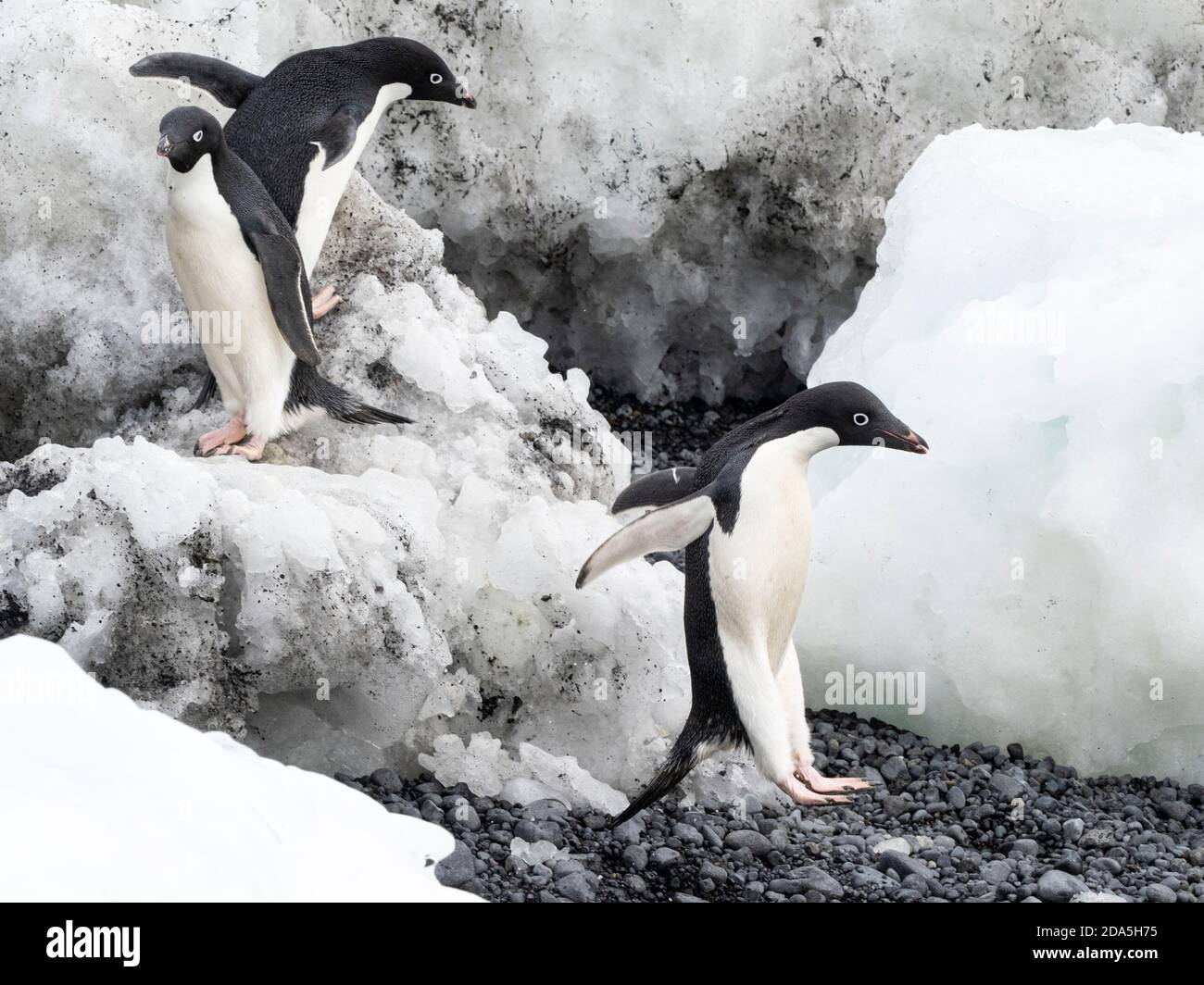 Adélie pinguino, Pigoscelis adeliae, colonia di riproduzione a Brown Bluff, Antartico Sound, Antartide. Foto Stock