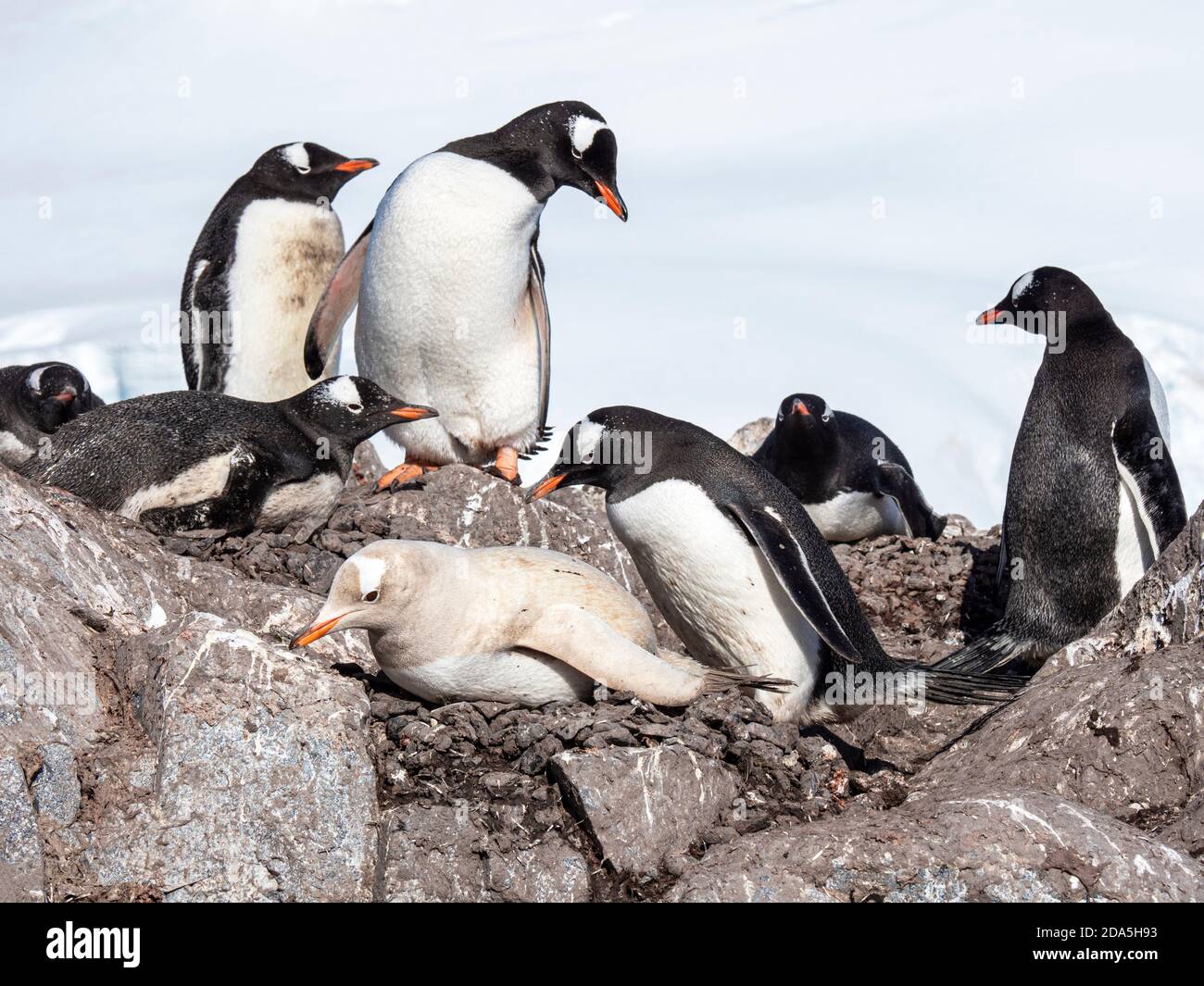 Un pinguino gentoo, Pigoscelis papua, che mostra la mancanza di nidificazione della melanina alla base cilena Gonzalez Videla, Antartide. Foto Stock