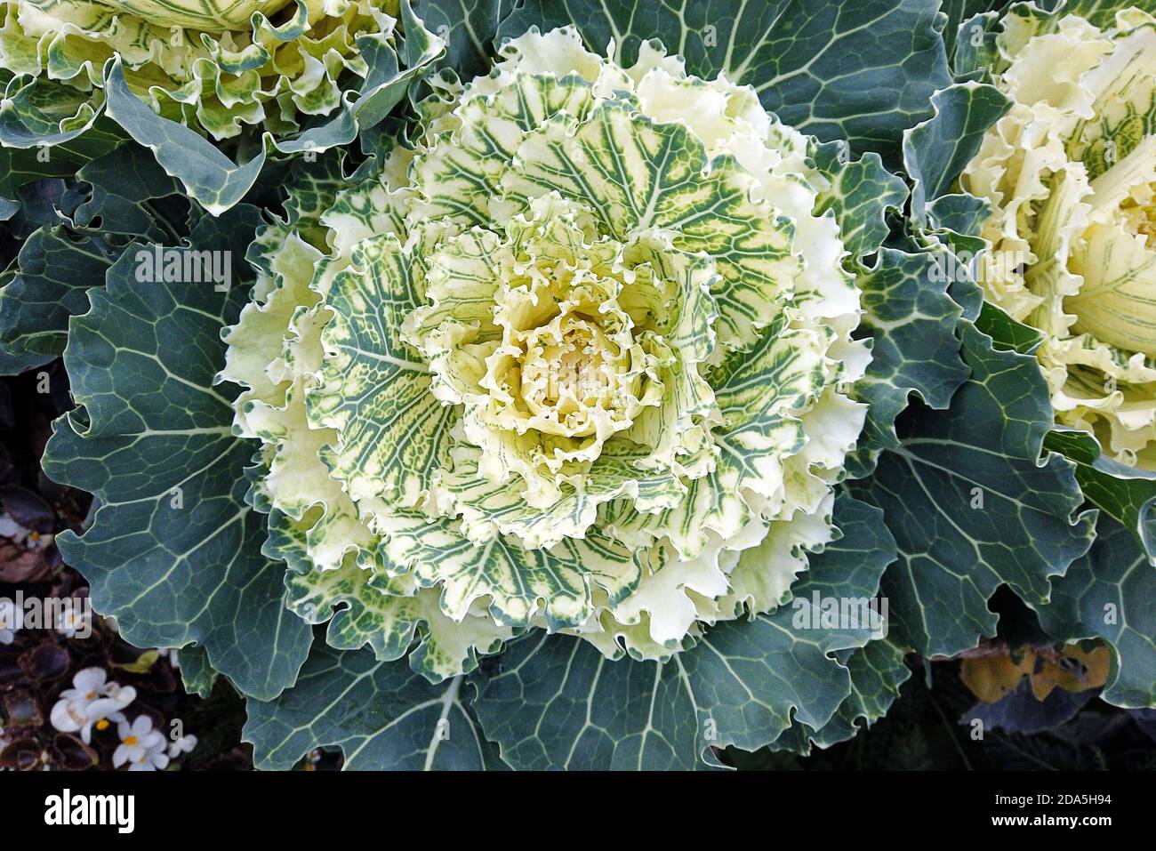 Crema bianco piante ornamentali di cavolo nel giardino d'autunno Foto Stock
