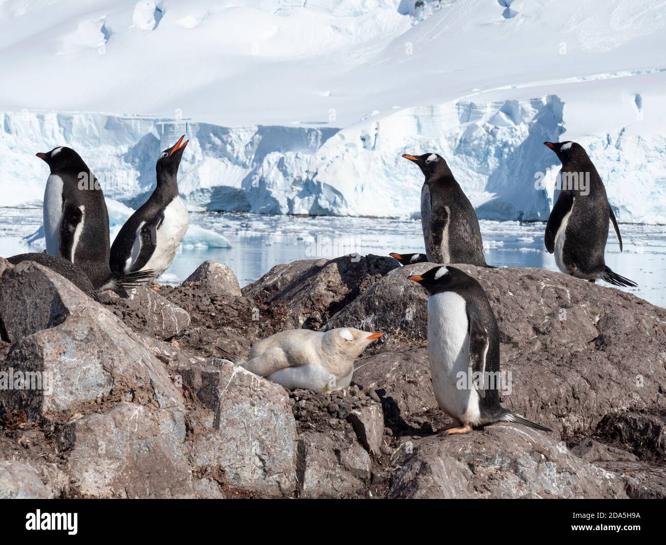 Un pinguino gentoo, Pigoscelis papua, che mostra la mancanza di nidificazione della melanina alla base cilena Gonzalez Videla, Antartide. Foto Stock