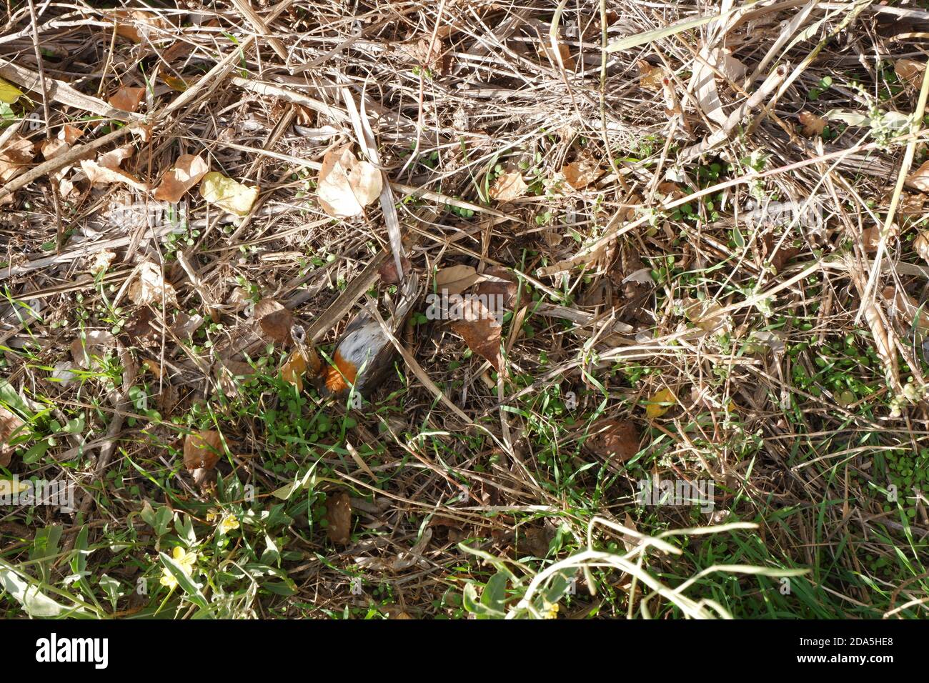 Dead Sparrow sulle foglie Foto Stock