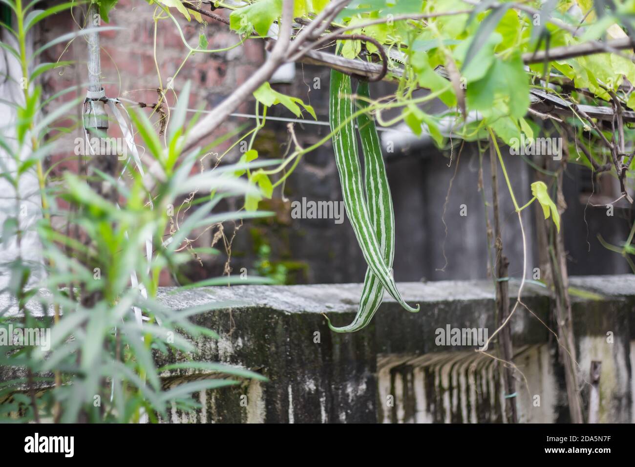 Verdure di zucca verde organico in giardino domestico in india appeso da vine.This vegetale è ampiamente usato in cucina asiatica. Shot naturale all'aperto. Foto Stock