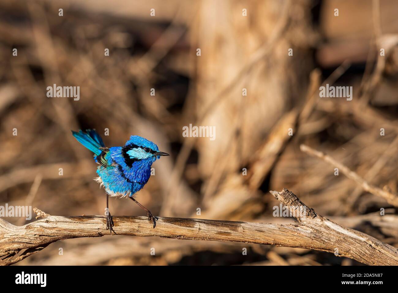 Un maschio splendido Fairywren (Malurus splendens) nel suo colorato piumaggio di riproduzione. Foto Stock