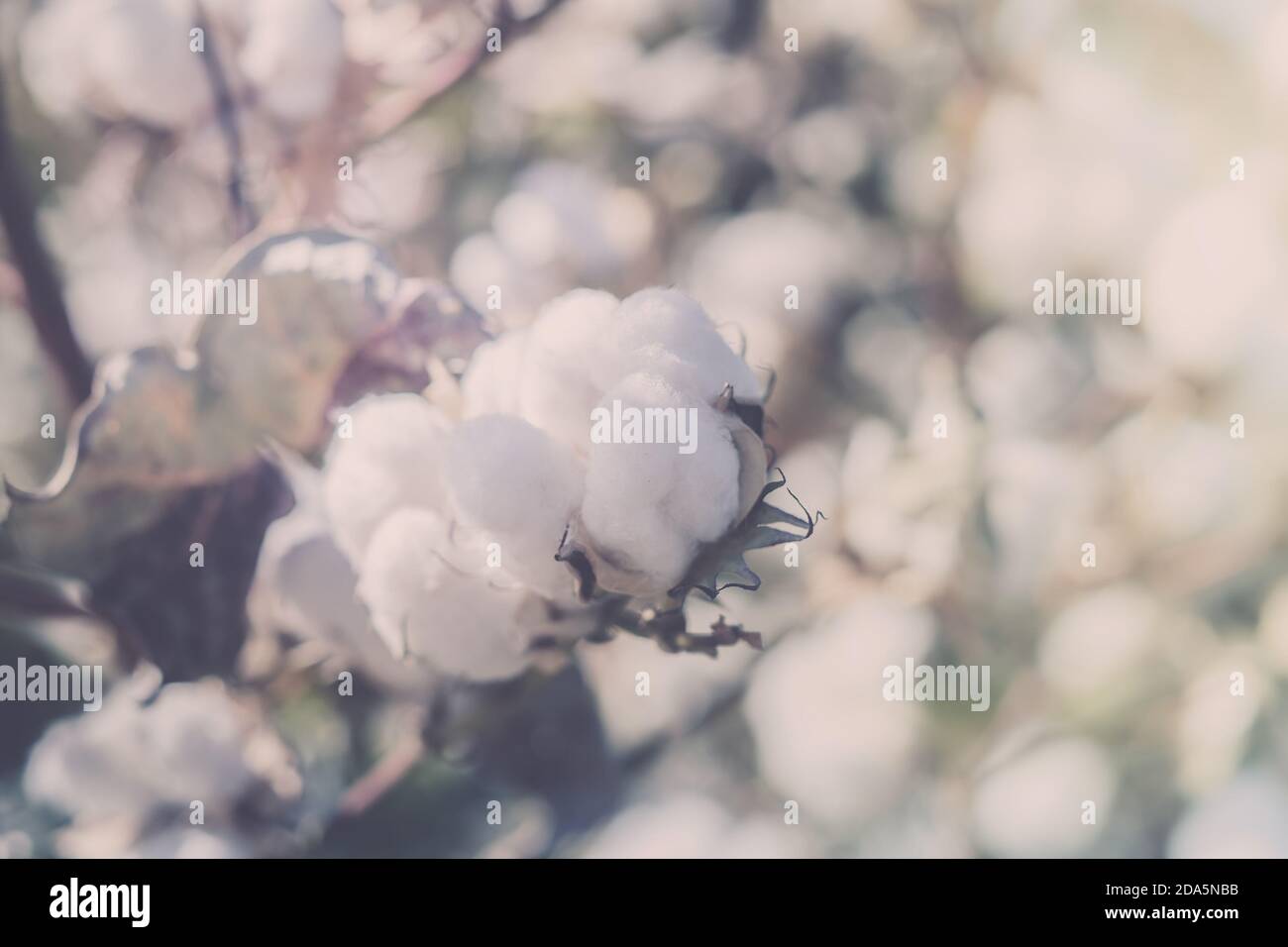 Paesaggio di raccolto di cotone, i bolli di cotone maturi sul ramo Foto Stock