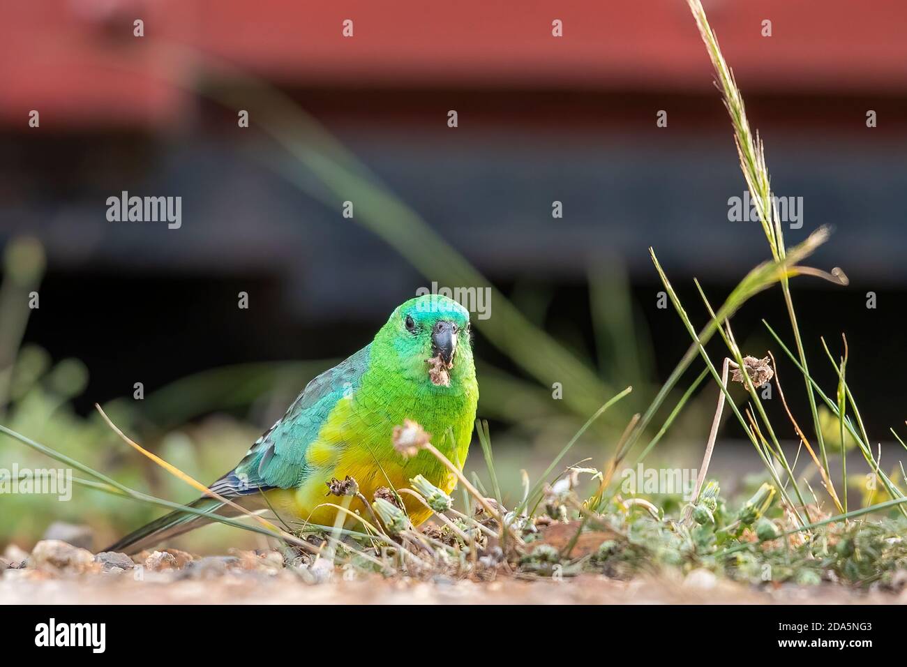Un maschio adulto Pappagallo rosso (Psephotus ematonotus) che si nutre di teste di fiori in erba. Foto Stock