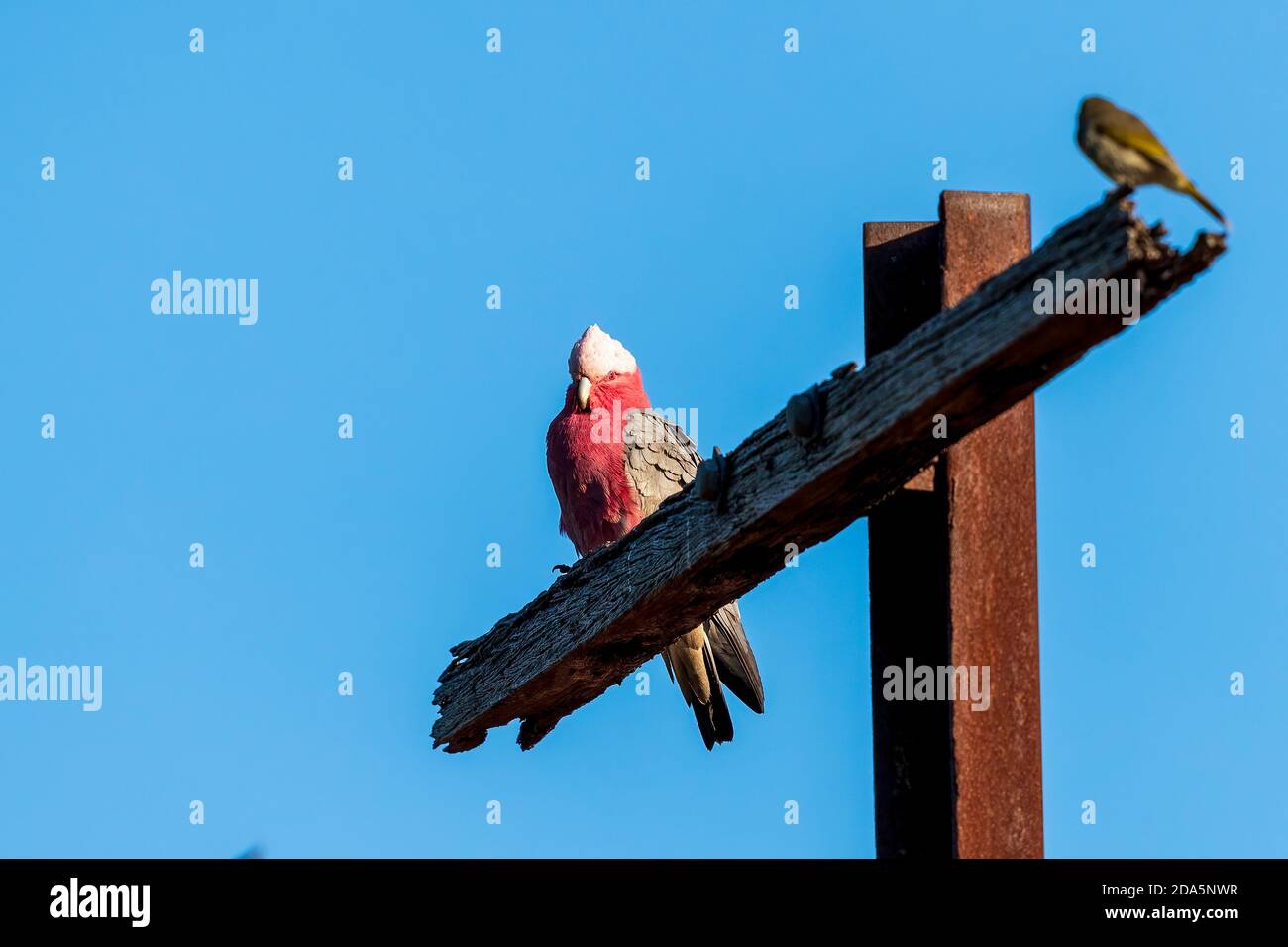 Il gallo australiano rosa e grigio conosciuto come la Galah (Eolophus roseicapilla) appollaiato su un palo. Foto Stock