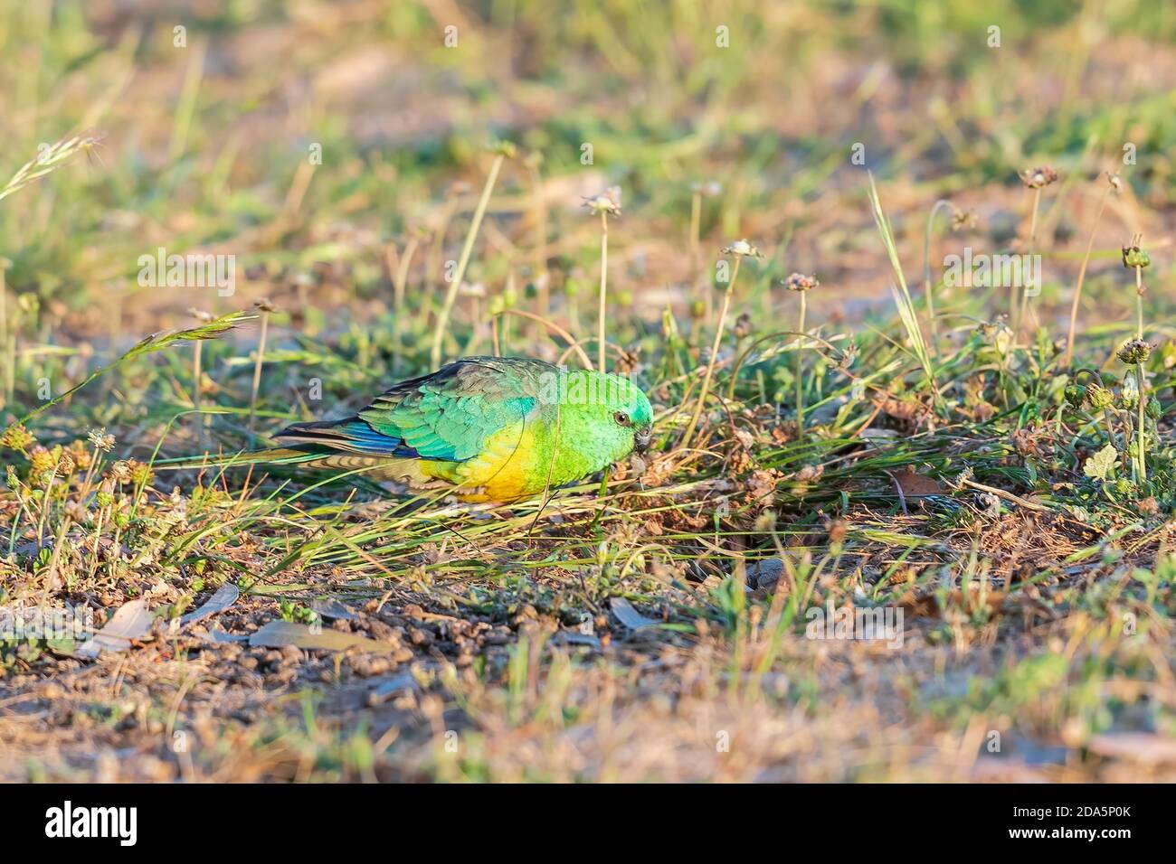 Un maschio adulto Pappagallo rosso (Psephotus ematonotus) che si nutre di teste di fiori in erba. Foto Stock