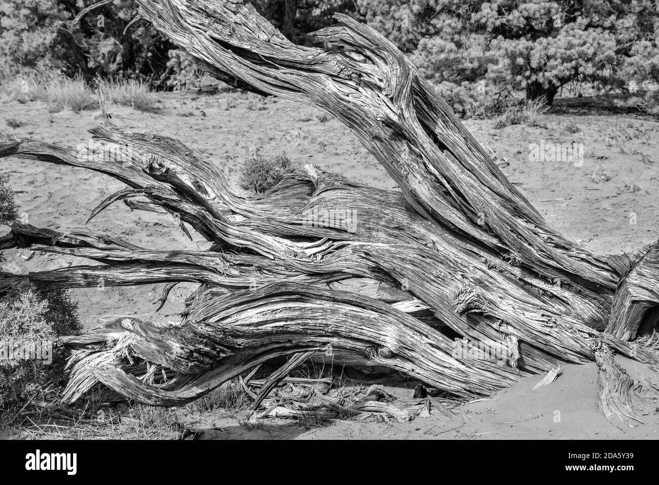 Arbusto secco ceppo nel deserto Arizona nero e bianco Parco degli Stati Uniti Foto Stock