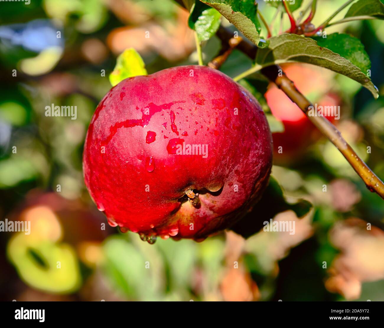 Primo piano della grande mela braeburn che si riga sulla mela albero nel giardino d'autunno Foto Stock