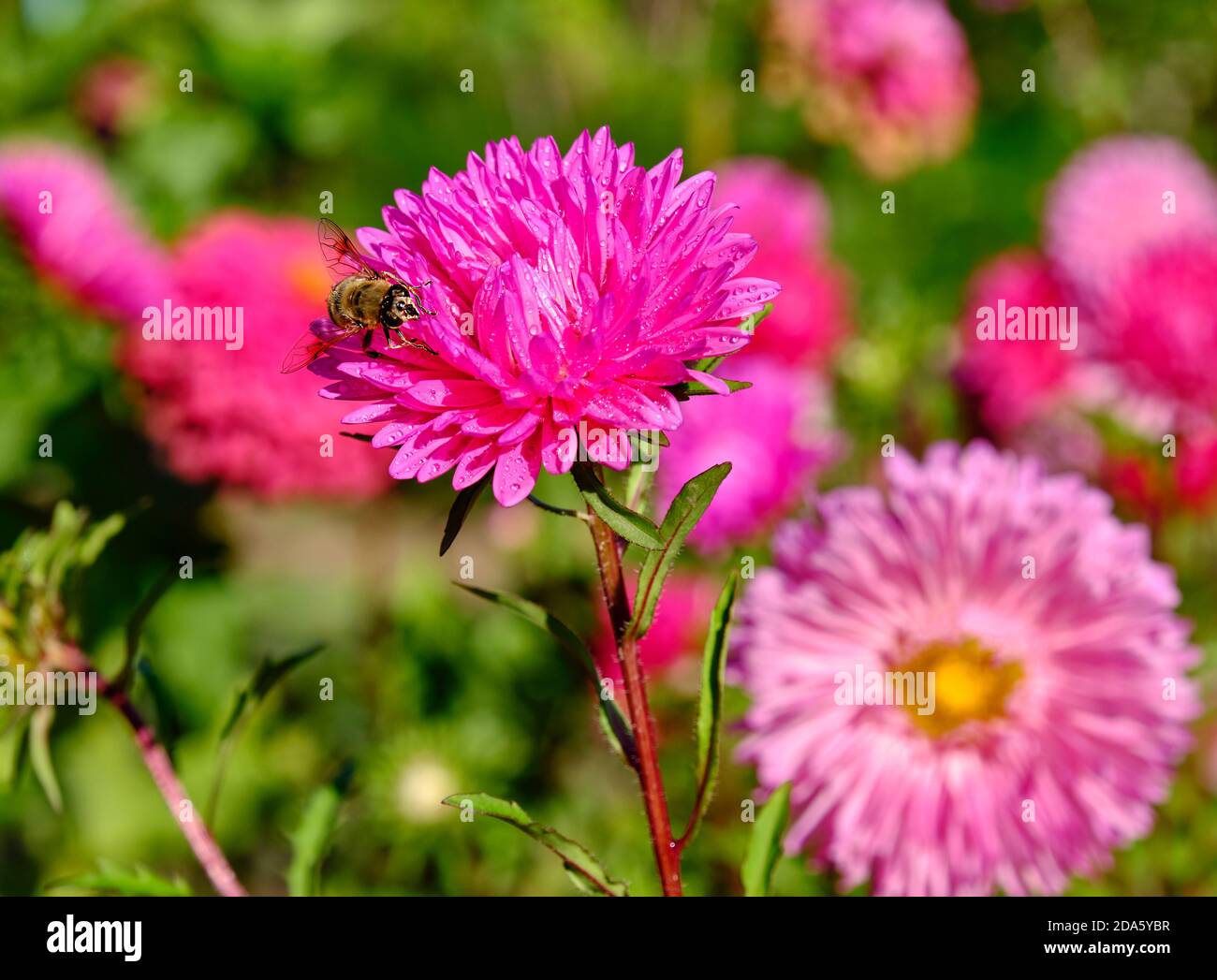 Ape di miele raccogliere nettare su un astro rosa espressivo brillante in una giornata di sole Foto Stock