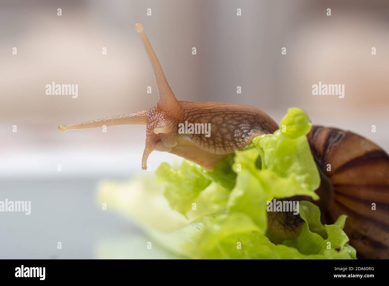 Una piccola lumaca di Achatina seduta su una foglia di lattuga si estendeva curiosamente guardando qualcosa, primo piano, spazio di copia, fuoco selettivo. Può essere utilizzato t Foto Stock