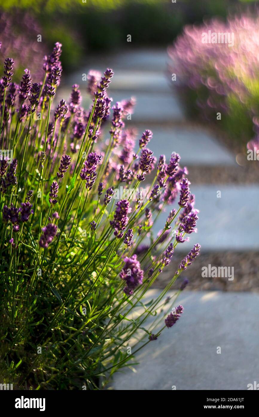 Piante di lavanda blu appese sul sentiero in lastre di cemento in estate luce da sera Foto Stock