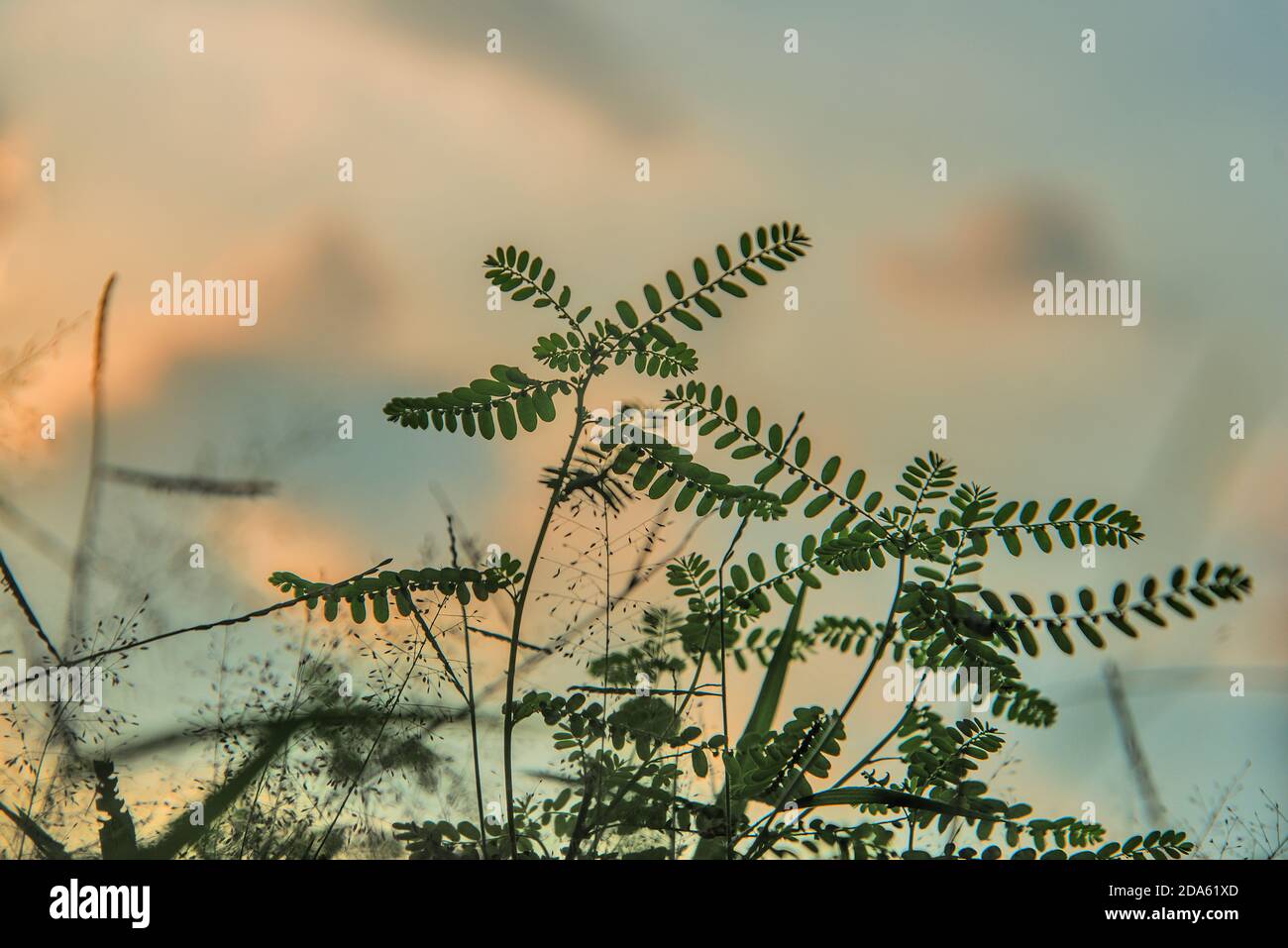 Fiori d'erba a Khulna, Bangladesh. Foto Stock