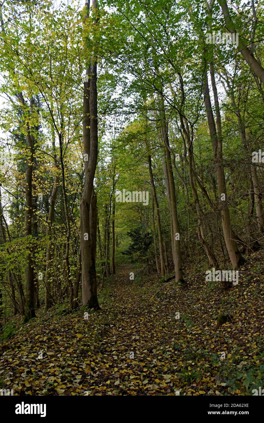 Un sentiero rurale boschivo coperto in foglie autunnali nello Shropshire, Regno Unito Foto Stock